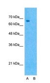 Anti-DLL1 antibody produced in rabbit affinity isolated antibody