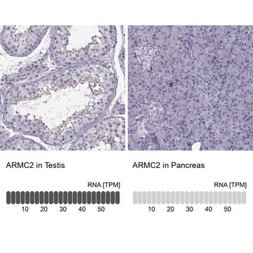 Anti-ARMC2 antibody produced in rabbit Prestige Antibodies&#174; Powered by Atlas Antibodies, affinity isolated antibody, buffered aqueous glycerol solution