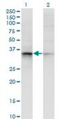 Monoclonal Anti-AKR7A2 antibody produced in mouse clone 2H3, purified immunoglobulin, buffered aqueous solution