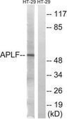 Anti-APLF antibody produced in rabbit affinity isolated antibody