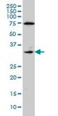 Monoclonal Anti-F3 antibody produced in mouse clone 4G4, purified immunoglobulin, buffered aqueous solution