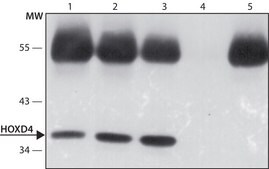 Anti-HOXD4 (N-terminal) antibody produced in rabbit ~1.0 mg/mL, affinity isolated antibody, buffered aqueous solution