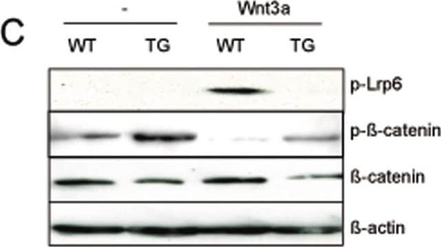 Monoclonal Anti-&#946;-Actin antibody produced in mouse clone AC-74, purified immunoglobulin, buffered aqueous solution