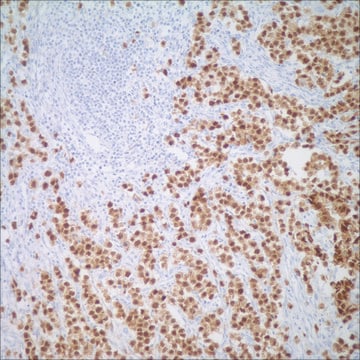 Oct-4 (MRQ-10) Mouse Monoclonal Antibody