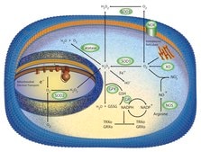 超氧化物歧化酶 牛 recombinant, expressed in E. coli, lyophilized powder, &#8805;2500&#160;units/mg protein, &#8805;90% (SDS-PAGE)