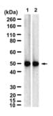 Anti-HNRNPH1 Antibody, clone 1E14 ZooMAb® Rabbit Monoclonal recombinant, expressed in HEK 293 cells