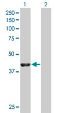 Anti-NECAB1 antibody produced in mouse purified immunoglobulin, buffered aqueous solution