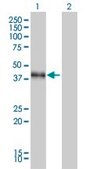 Monoclonal Anti-DLX3 antibody produced in mouse clone 4F8, purified immunoglobulin, buffered aqueous solution