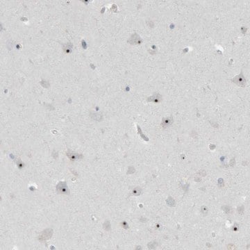 Anti-RPF1 antibody produced in rabbit Prestige Antibodies&#174; Powered by Atlas Antibodies, affinity isolated antibody, buffered aqueous glycerol solution