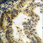 Anti-phospho-RSK1/2/3/4 (pSer221/227/218/232) antibody produced in rabbit affinity isolated antibody
