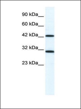 Anti-DDX39 antibody produced in rabbit IgG fraction of antiserum