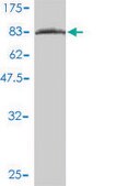 Monoclonal Anti-OXSR1 antibody produced in mouse clone 2A2-1A2, purified immunoglobulin, buffered aqueous solution