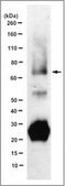 Anti-SOX9 Antibody, clone 10E4.1
