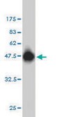 Monoclonal Anti-RAP2B antibody produced in mouse clone 4F12-3C6, purified immunoglobulin, buffered aqueous solution