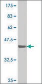 ANTI-SMAD1 antibody produced in mouse clone 4C12, purified immunoglobulin, buffered aqueous solution