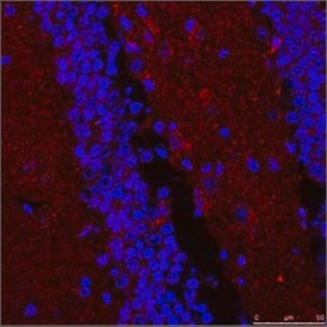 Anti-STUB1, (N-terminal) antibody produced in rabbit affinity isolated antibody
