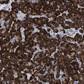 Anti-PRSS16 antibody produced in rabbit Prestige Antibodies® Powered by Atlas Antibodies, affinity isolated antibody, buffered aqueous glycerol solution