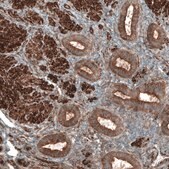 Anti-PAWR antibody produced in rabbit Prestige Antibodies&#174; Powered by Atlas Antibodies, affinity isolated antibody, buffered aqueous glycerol solution