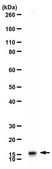 Anti-Neurogranin from rabbit, purified by affinity chromatography