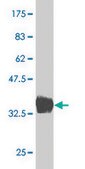 Monoclonal Anti-BARX1 antibody produced in mouse clone 1E7, purified immunoglobulin, buffered aqueous solution