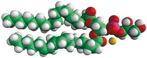 18:0-18:2 PG 1-stearoyl-2-linoleoyl-sn-glycero-3-phospho-(1&#8242;-rac-glycerol) (sodium salt), chloroform