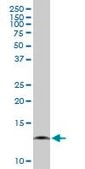 Anti-COX7A2L antibody produced in mouse purified immunoglobulin, buffered aqueous solution