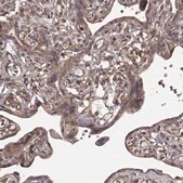 抗-PPP1R12A 兔抗 Prestige Antibodies&#174; Powered by Atlas Antibodies, affinity isolated antibody