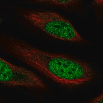 Anti-RHBDL1 antibody produced in rabbit Prestige Antibodies&#174; Powered by Atlas Antibodies, affinity isolated antibody