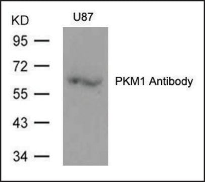 Anti-PKM1 antibody produced in rabbit affinity isolated antibody