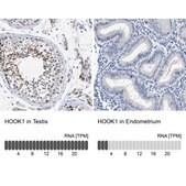 Anti-HOOK1 antibody produced in rabbit Prestige Antibodies® Powered by Atlas Antibodies, affinity isolated antibody, buffered aqueous glycerol solution, Ab2