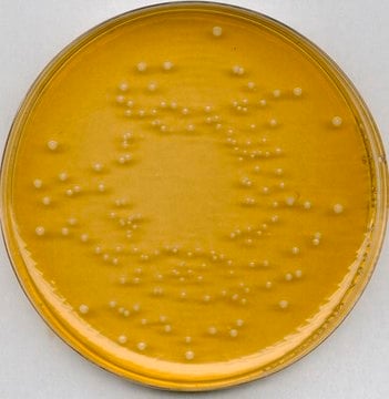 GranuCult&#174; plus Universal beer agar for Brettanomyces/Dekkera spp., suitable for microbiology