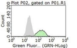 Anti-Bcl-2 Antibody, clone AW604, Alexa Fluor&#8482; 488 Conjugate