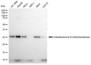 Anti Indolethylamine N-methyltransferase Antibody, clone 23GB2160, Rabbit Monoclonal clone 23GB2160, recombinant rabbit monoclonal, expressed in HEK293 cells