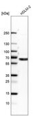 Anti-EOGT antibody produced in rabbit Prestige Antibodies&#174; Powered by Atlas Antibodies, affinity isolated antibody, buffered aqueous glycerol solution