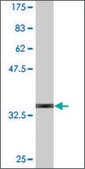 Monoclonal Anti-GNRH1, (C-terminal) antibody produced in mouse clone 4H3, purified immunoglobulin, buffered aqueous solution