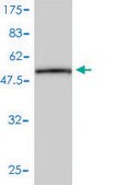 Monoclonal Anti-CD79B antibody produced in mouse clone 4E10-2A10, purified immunoglobulin, buffered aqueous solution