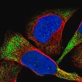 Anti-CDPF1 antibody produced in rabbit Prestige Antibodies® Powered by Atlas Antibodies, affinity isolated antibody, buffered aqueous glycerol solution