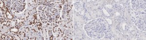 Anti-Histone H2A.Z Antibody, clone 1B23 ZooMAb® Rabbit Monoclonal recombinant, expressed in HEK 293 cells
