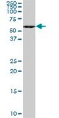 ANTI-MEF2A antibody produced in mouse clone 1C8, purified immunoglobulin, buffered aqueous solution