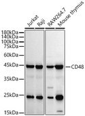 Anti-CD48 Antibody, clone 1B6W3, Rabbit Monoclonal