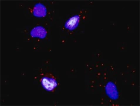 Monoclonal Anti-COL4A6 antibody produced in mouse clone 1G11, purified immunoglobulin, buffered aqueous solution