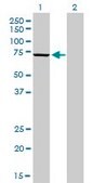 Monoclonal Anti-MPP3 antibody produced in mouse clone 4D7, purified immunoglobulin, buffered aqueous solution