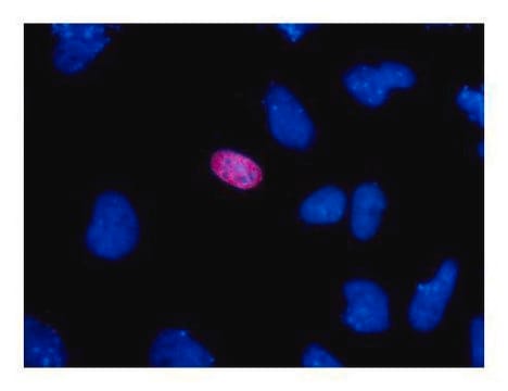 Monoclonal Anti-HA tag antibody produced in mouse clone GT4810, affinity isolated antibody