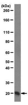 Anti-Centrin Antibody, clone 20H5 clone 20H5, from mouse