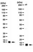 抗-NAG-1/GDF15 from rabbit, purified by affinity chromatography
