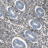 抗-COL3A1 兔抗 Prestige Antibodies&#174; Powered by Atlas Antibodies, affinity isolated antibody, buffered aqueous glycerol solution