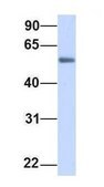 Anti-GALNAC4S-6ST antibody produced in rabbit affinity isolated antibody