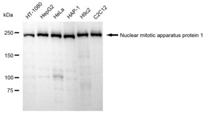 KD-Validated Anti Nuclear Mitotic Apparatus Protein 1 Antibody, clone 24GB1290, Rabbit Monoclonal clone 24GB1290, recombinant rabbit monoclonal, expressed in HEK293 cells