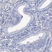 Anti-PROCA1 antibody produced in rabbit Prestige Antibodies&#174; Powered by Atlas Antibodies, affinity isolated antibody, buffered aqueous glycerol solution