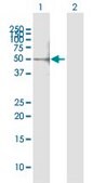Anti-CUGBP1 antibody produced in mouse purified immunoglobulin, buffered aqueous solution